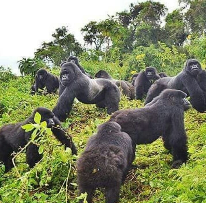 1 Day Vacation Tour at Lake Kivu in Karongi