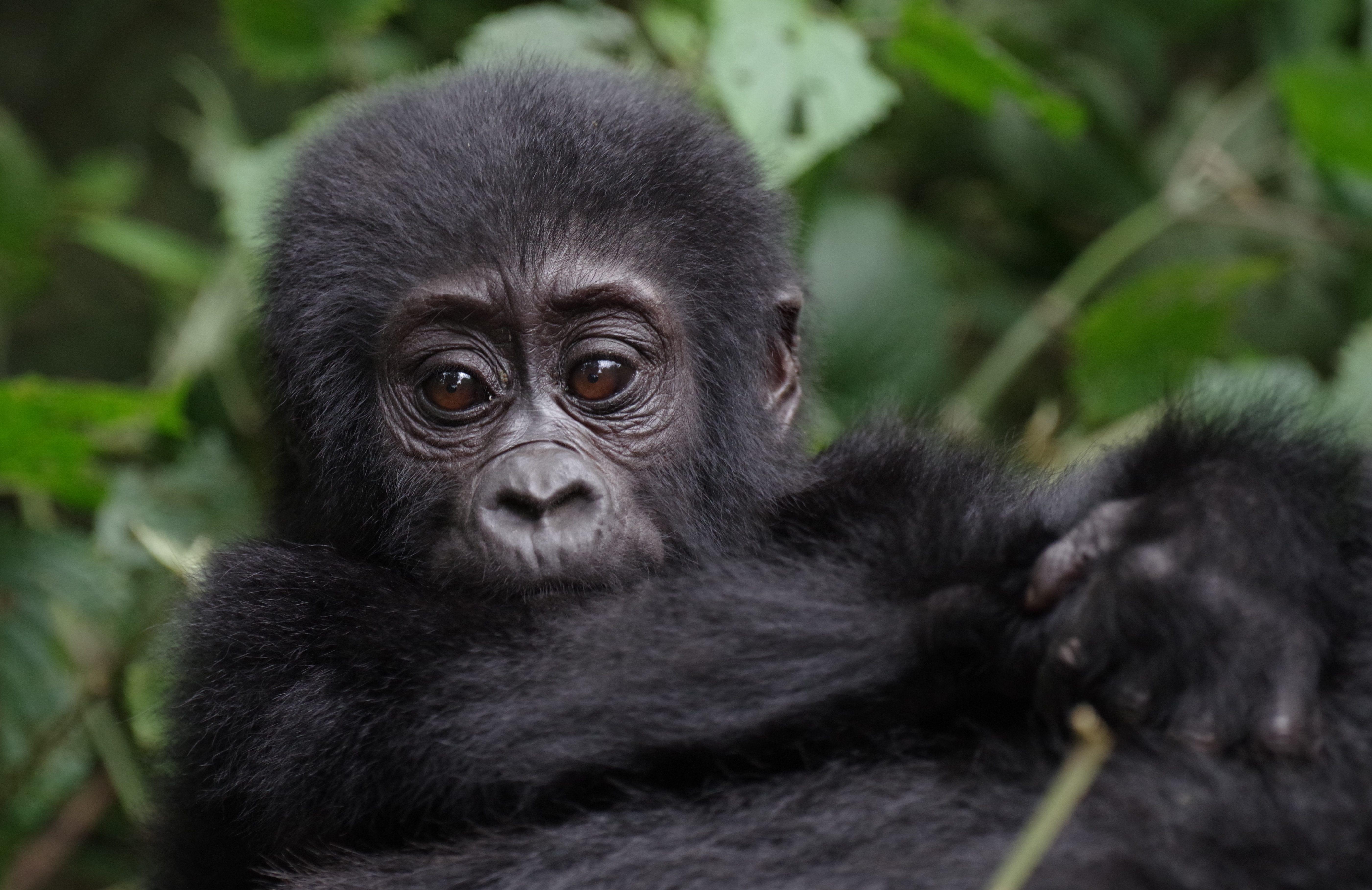 1 Days Rwanda Safari Packages