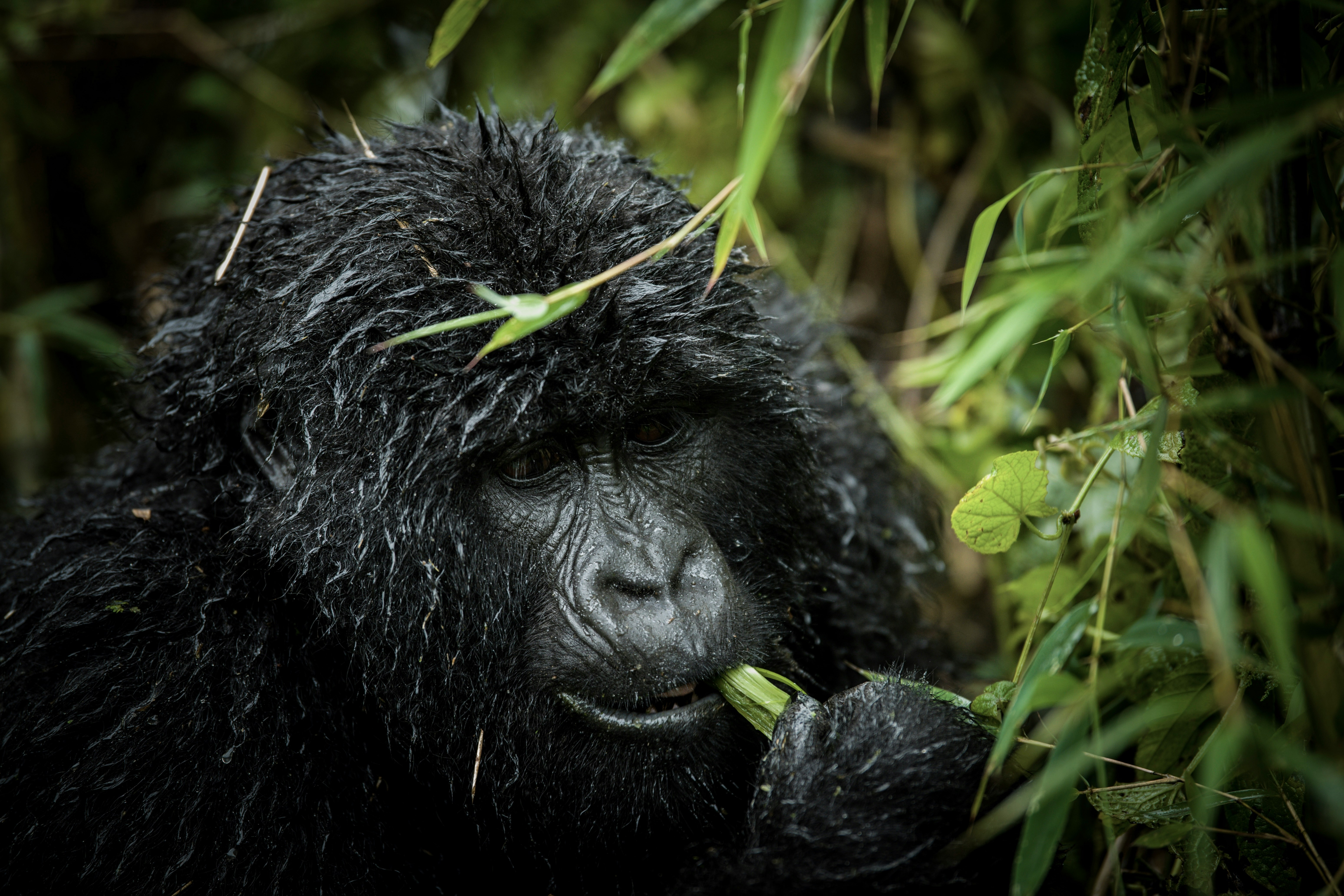 2 Days rwanda Safari Day Trips