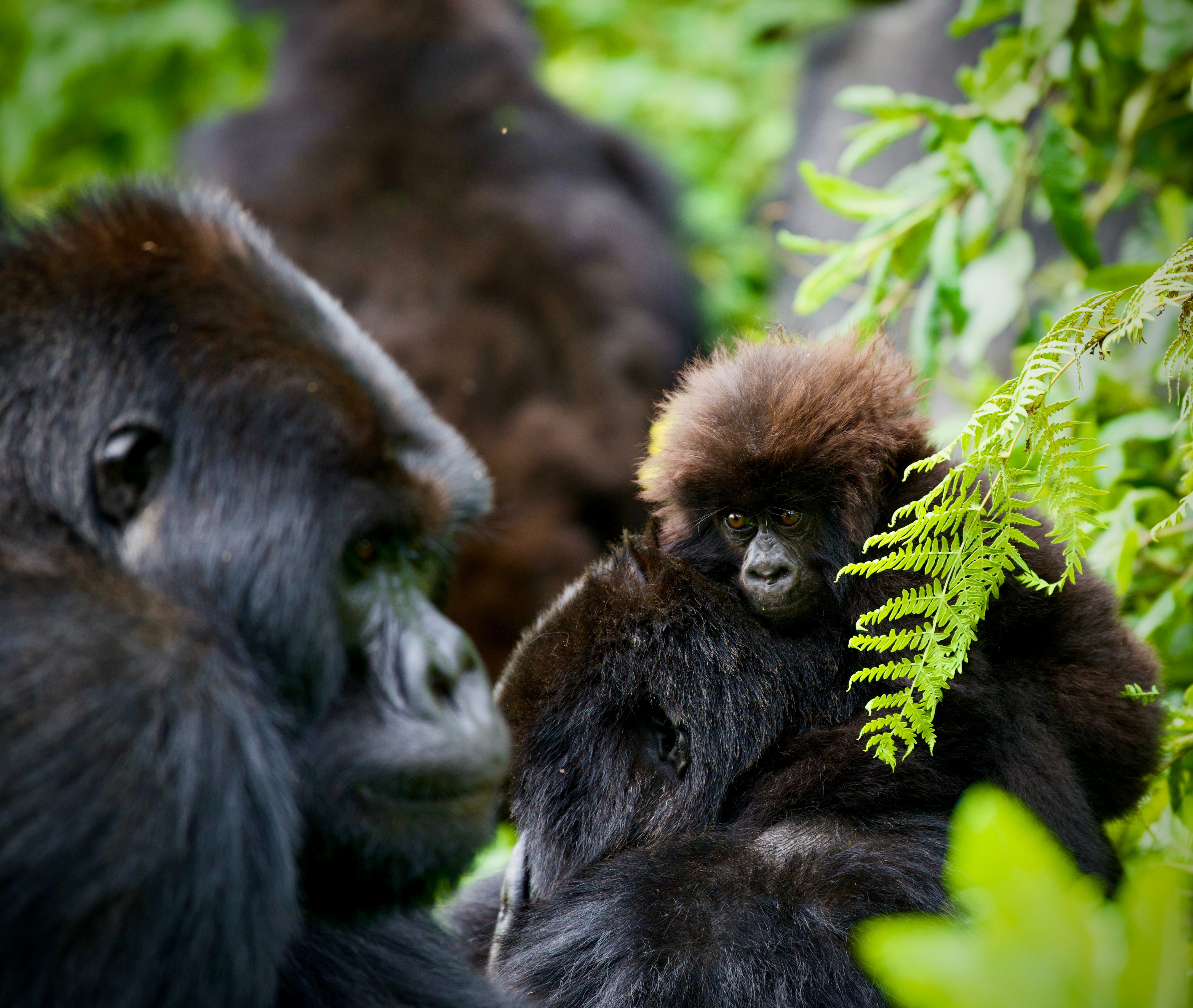 3 Days Rwanda Safari Packages