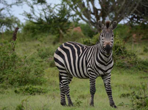 Uganda Safaris Packages