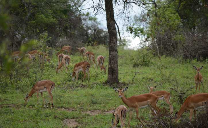 Uganda Safaris Packages