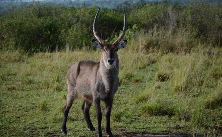 Uganda Safaris Packages