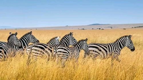 5 Days Tanzania Safari Day Trips