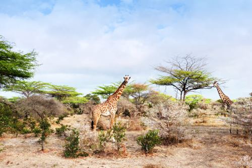 Tanzania Safari Day Packages