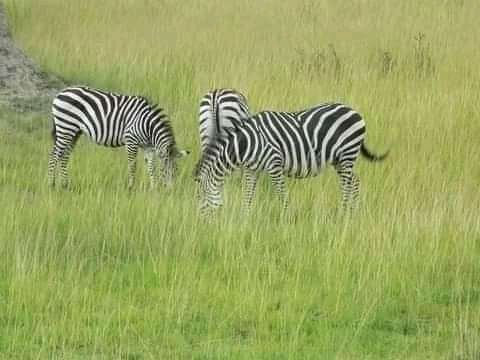 Tanzania Safari Day Packages