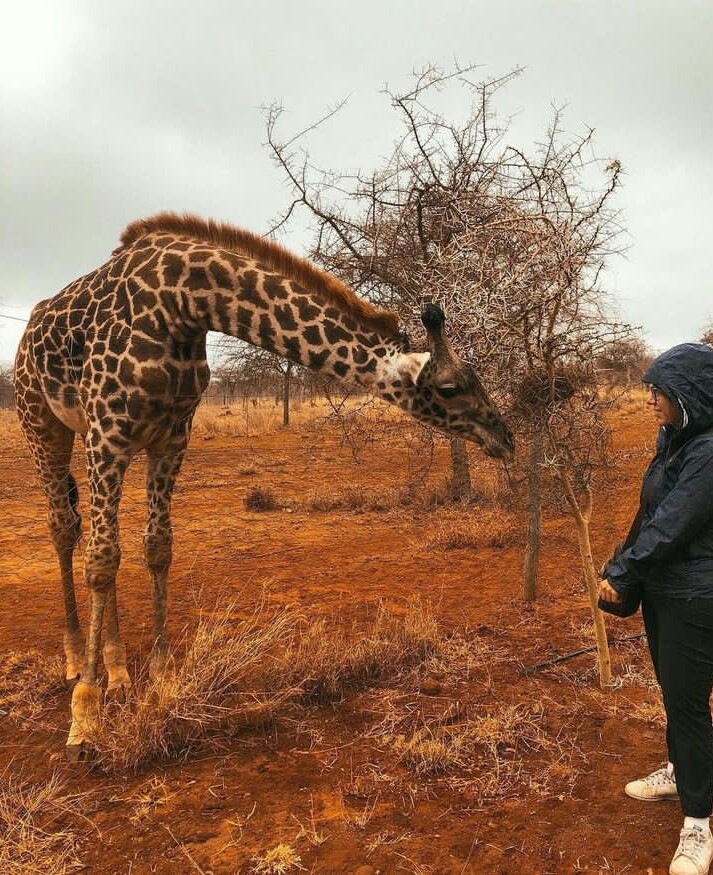2 Days Arusha N.P & Lake Manyara National Park Tanzania Safari