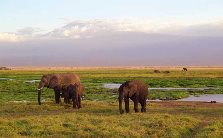 2 Days Arusha N.P & Lake Manyara National Park Tanzania Safari