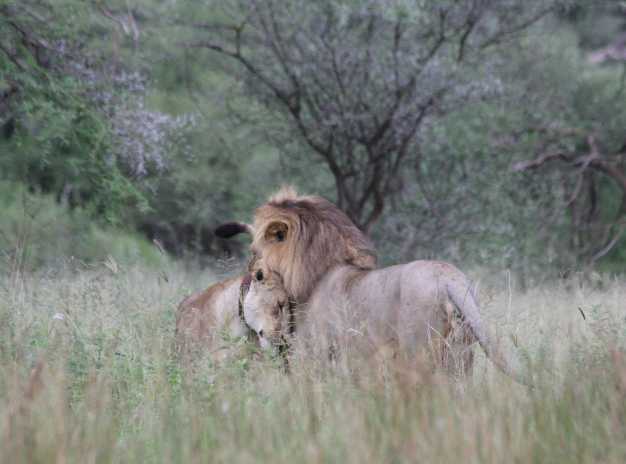 Kenya Safaris Packages