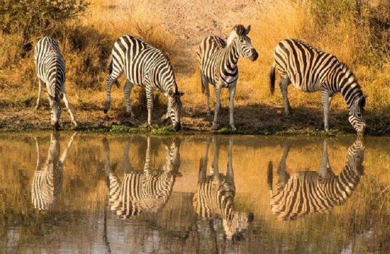 1 Days Tanzania Safari Day Trips