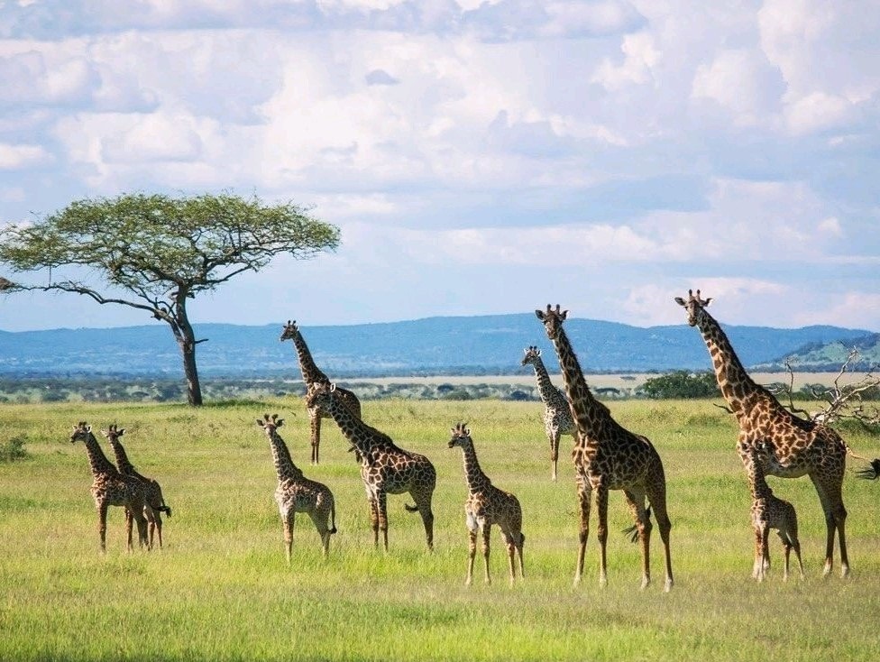 The famous Mara River Crossing in Masai Mara National Reserve.