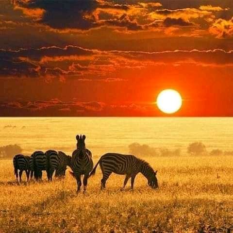 4 Days Kenya Safaris Packages