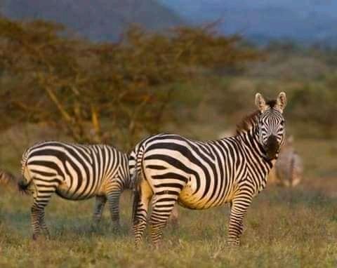 6 Days kenya Safari Packages