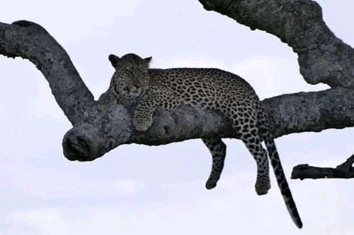 9 Days Kenya Safari Packages