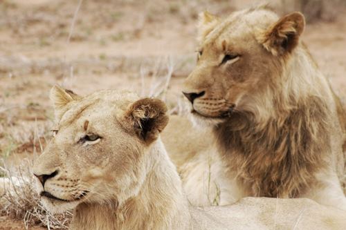 7 Days Kenya Safari Packages