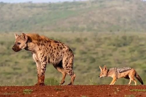 7 Days Kenya Safari Packages