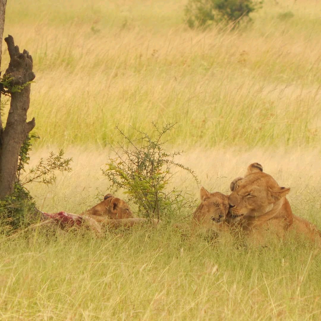 5 Days Tanzania Safari Day Trips