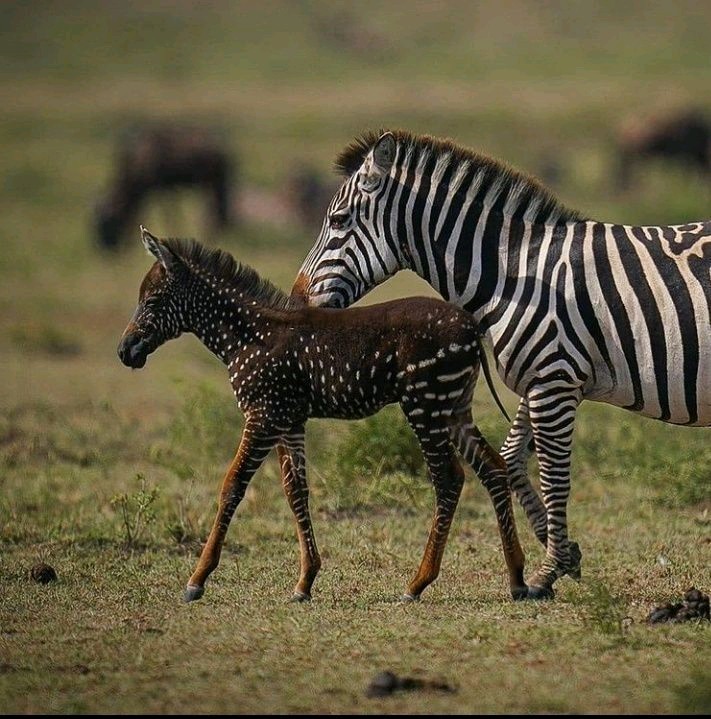 5 Days Tanzania Safari Packages