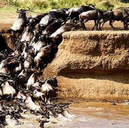 6 Days Arusha N.P, Tarangire, Serengeti Ngorongoro Crater & Lake Manyara Tanzania Safari