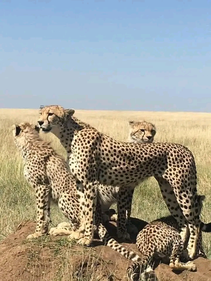 7 Days Arusha N.P, Tarangire, Serengeti Ngorongoro Crater & Lake Manyara Tanzania Safari