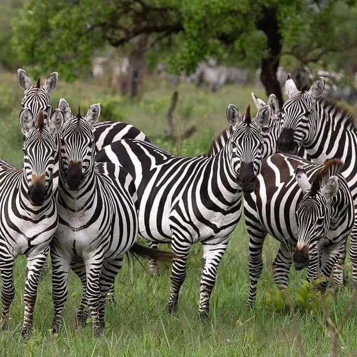 1 Days Tanzania Safari Day Trips
