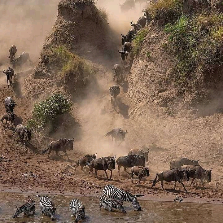 Tanzania Serengeti Migration Packages