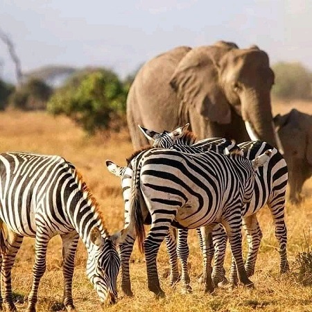 1 Days Tanzania Safari Day Trips