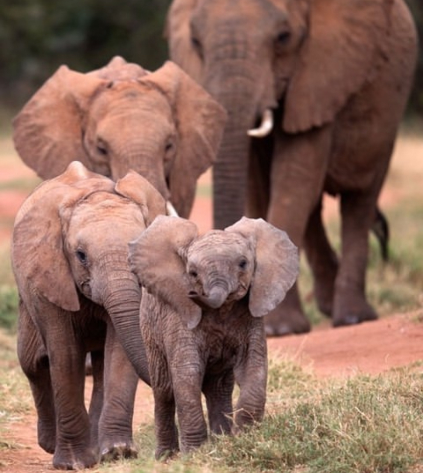 Unforgettable 3-Day Ngorongoro Safari  in Tanzania