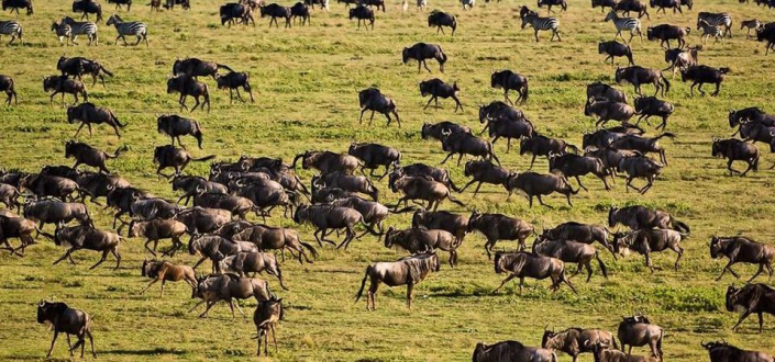 Experience the Great Migration on a 4-day budget camping safari.