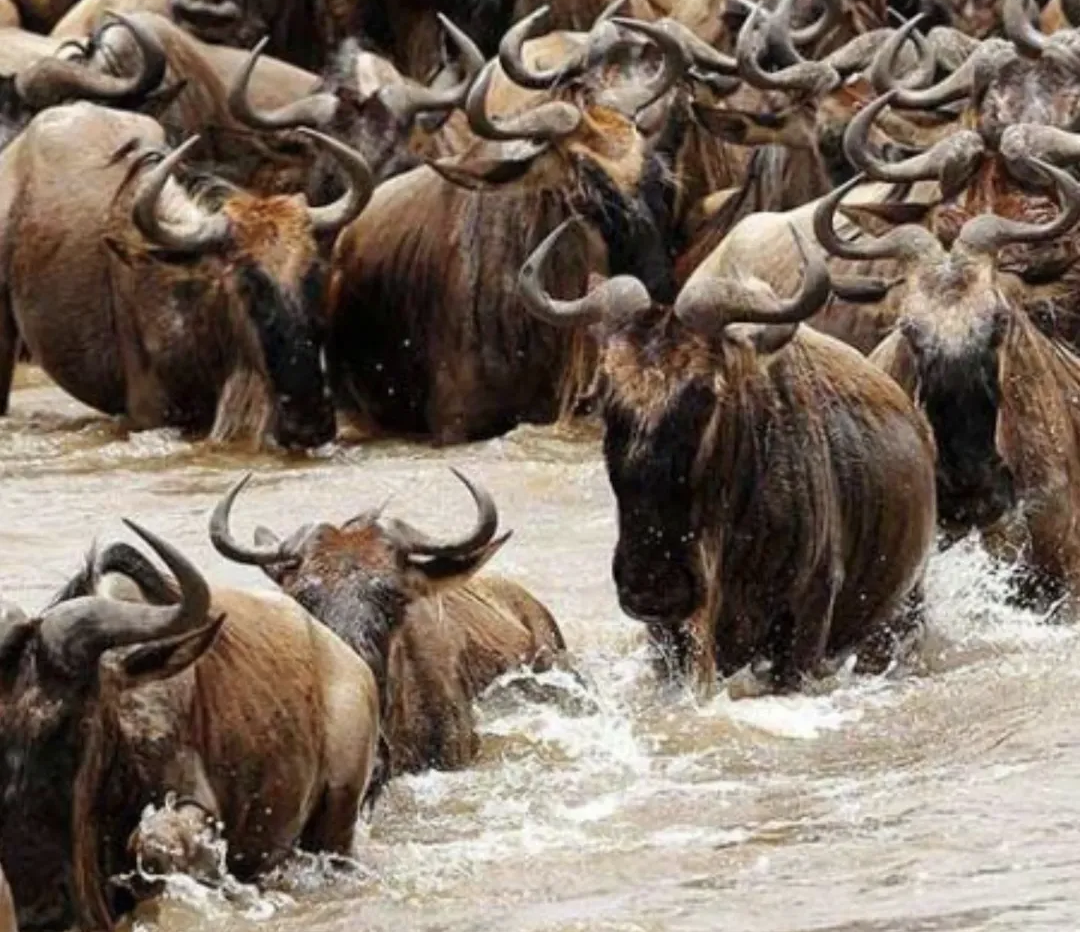 Witness the Eternal River of Life & Wildebeest Migration with Macpace Tours and Safaris