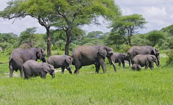 4-day Tanzania safari adventure with a perfect mix of lodges and camps