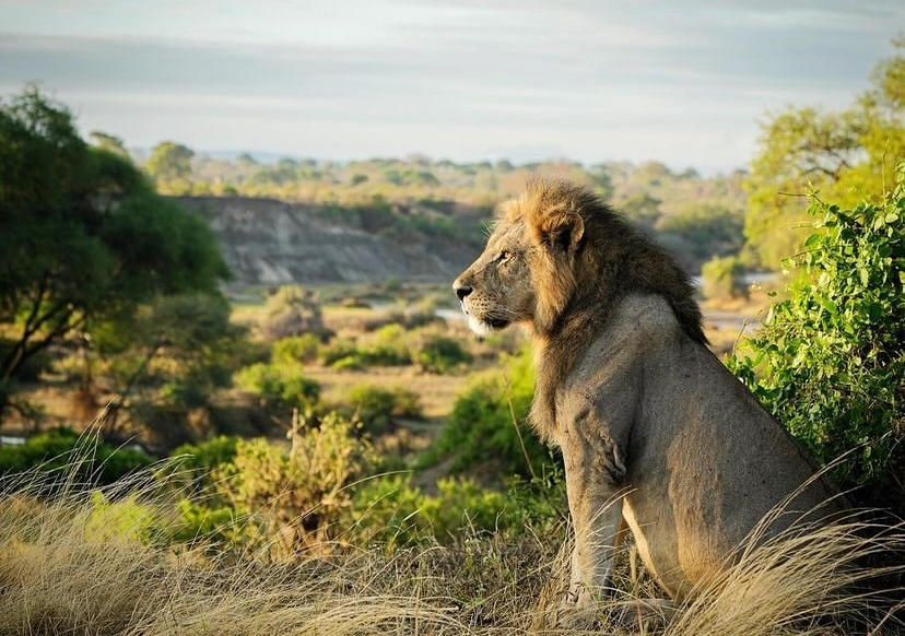 Tanzania's highlights of Ngorongoro Crater, Tarangire, and Lake Manyara in 5 days
