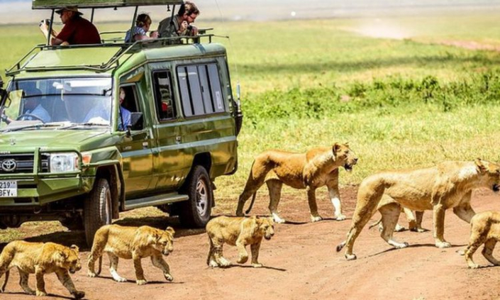 Explore Tanzania’s Top Parks on a 6-Day Mid-Range Safari Adventure