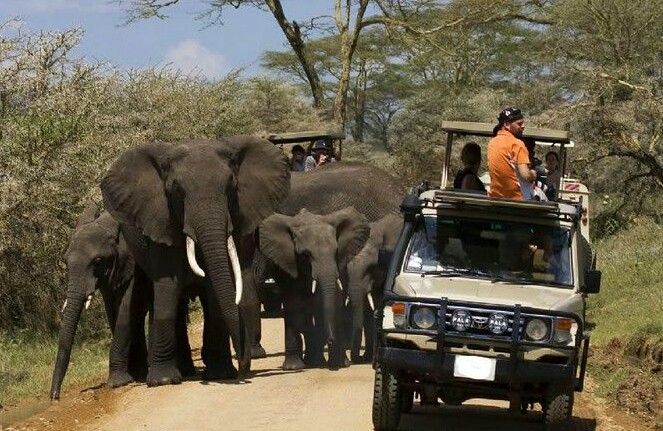 Tailor-Made 7-Day Safari| Tanzania’s Iconic Parks