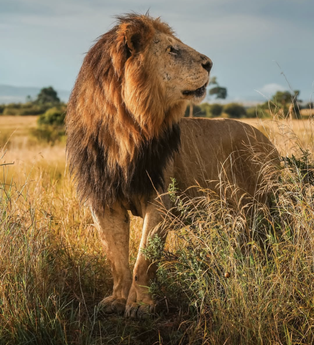 Big 5, Migration & Cultural Experience