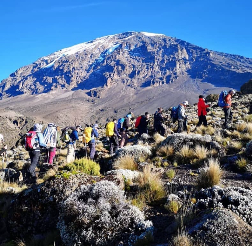 The best 8-Day Kilimanjaro Climbing Group Tour via the Lemosho Route (2025–2026)