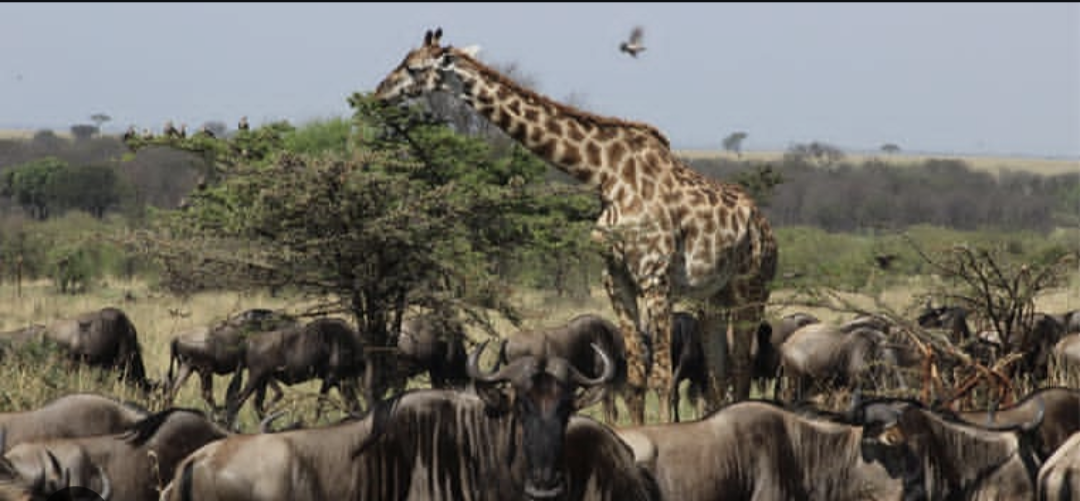 Unforgettable wildlife encounters in Serengeti and Ngorongoro Crater in just 2 days!