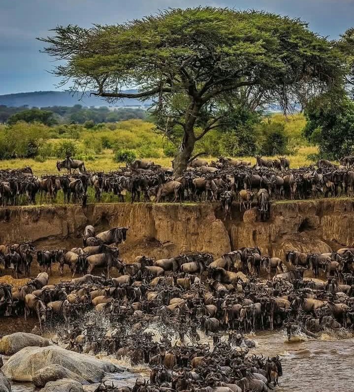  Great Wildebeest Migration safari add-ons in Serengeti National Park