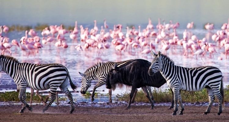iconic flamingos, rhinos, Big Cats, waterfalls, and birdwatching in the Great Rift Valley’s stunning park