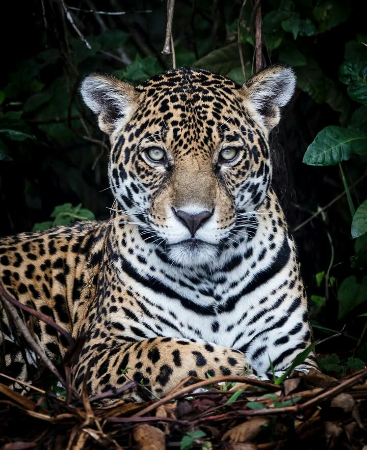 A Night Game Drive in Tanzania 