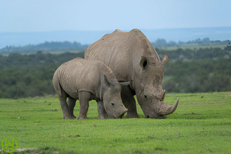 Discover Ol Pejeta Conservancy with Macpace Tours and safari