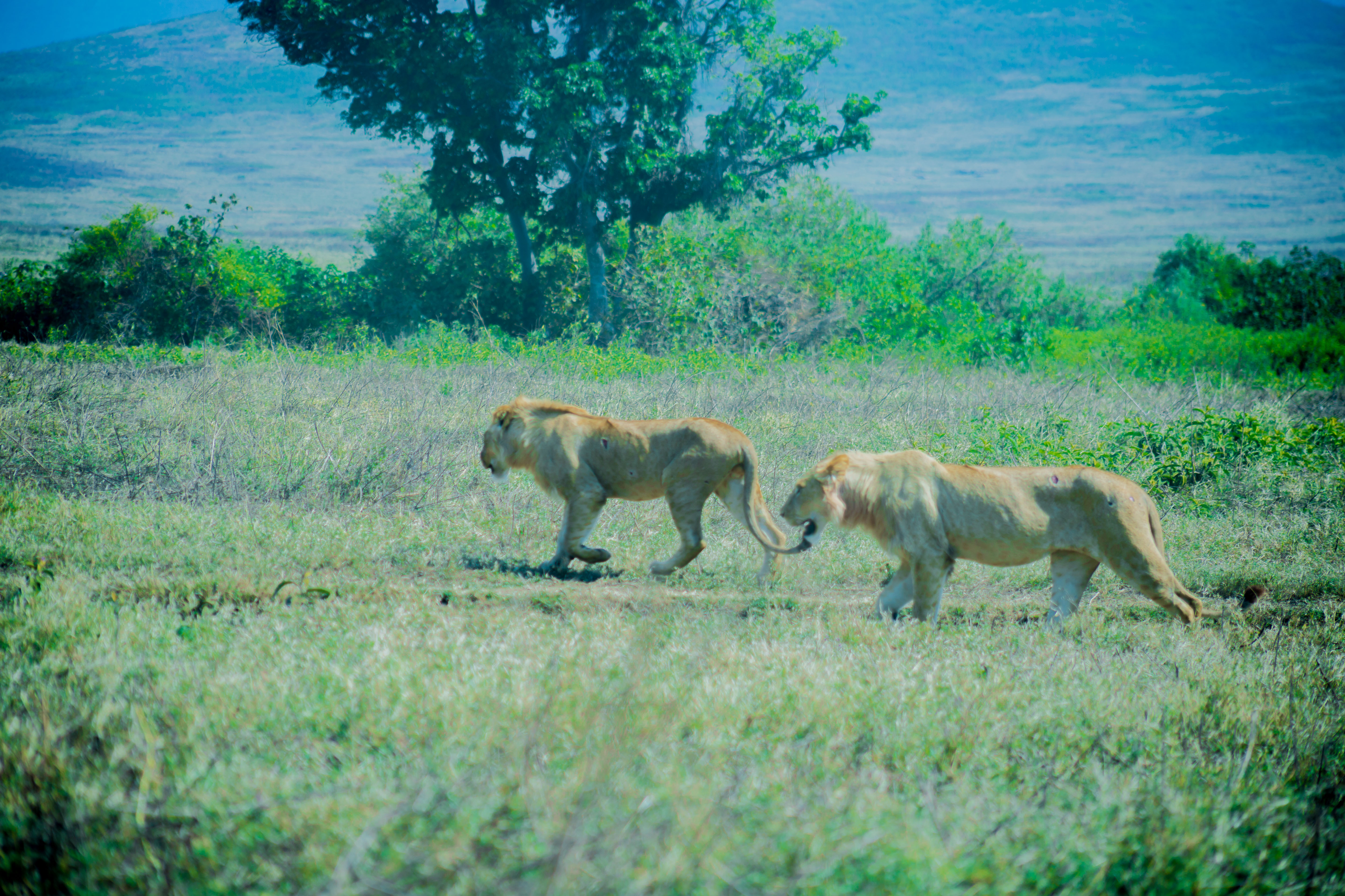 2-Day Ruaha Safari in Tanzania