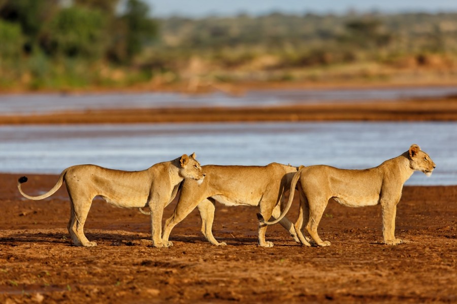 Spot elephants, leopards, lions, and the rare Big Five while enjoying exclusive game drive