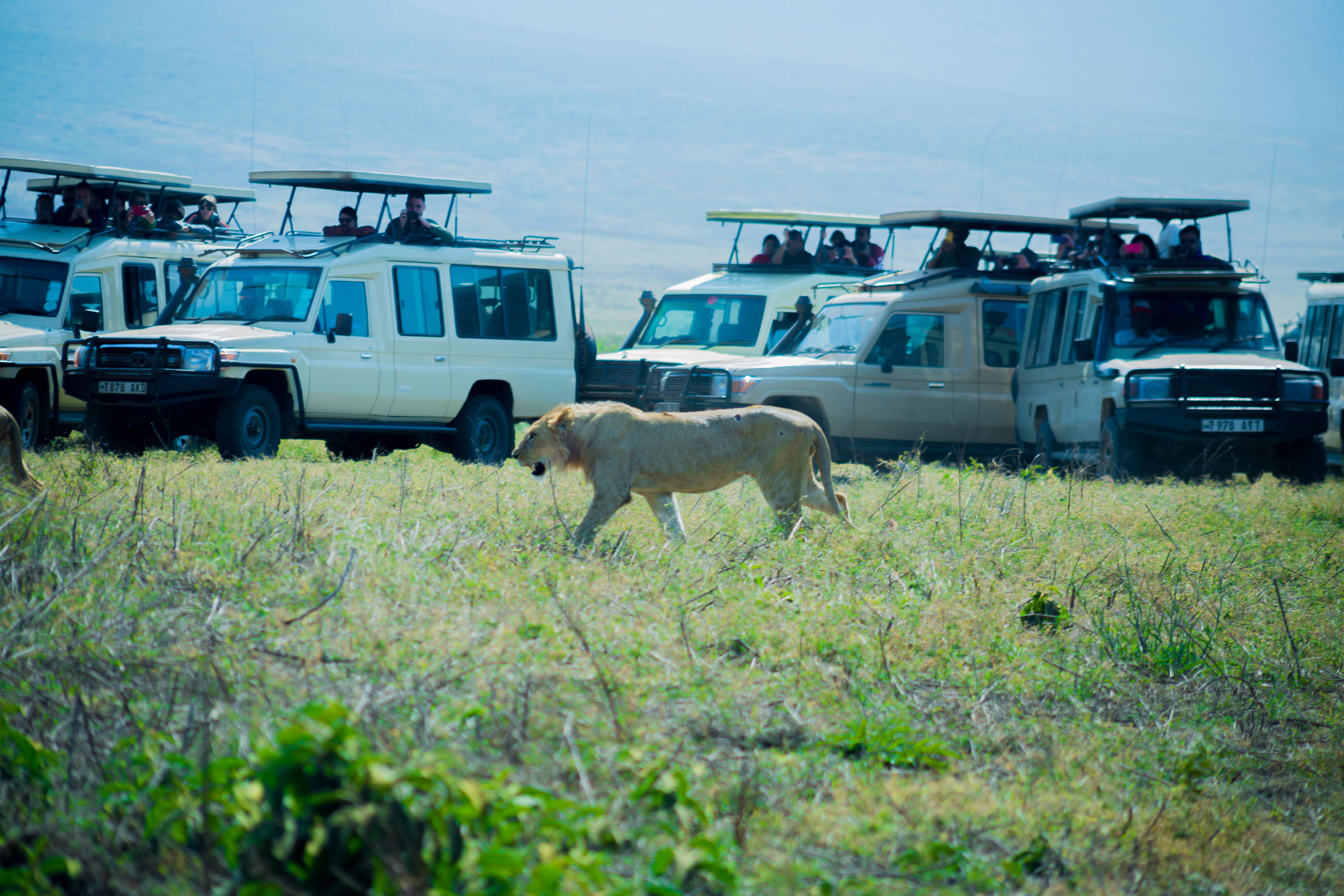 Tanzania Wildlife Safari with macpace Tours