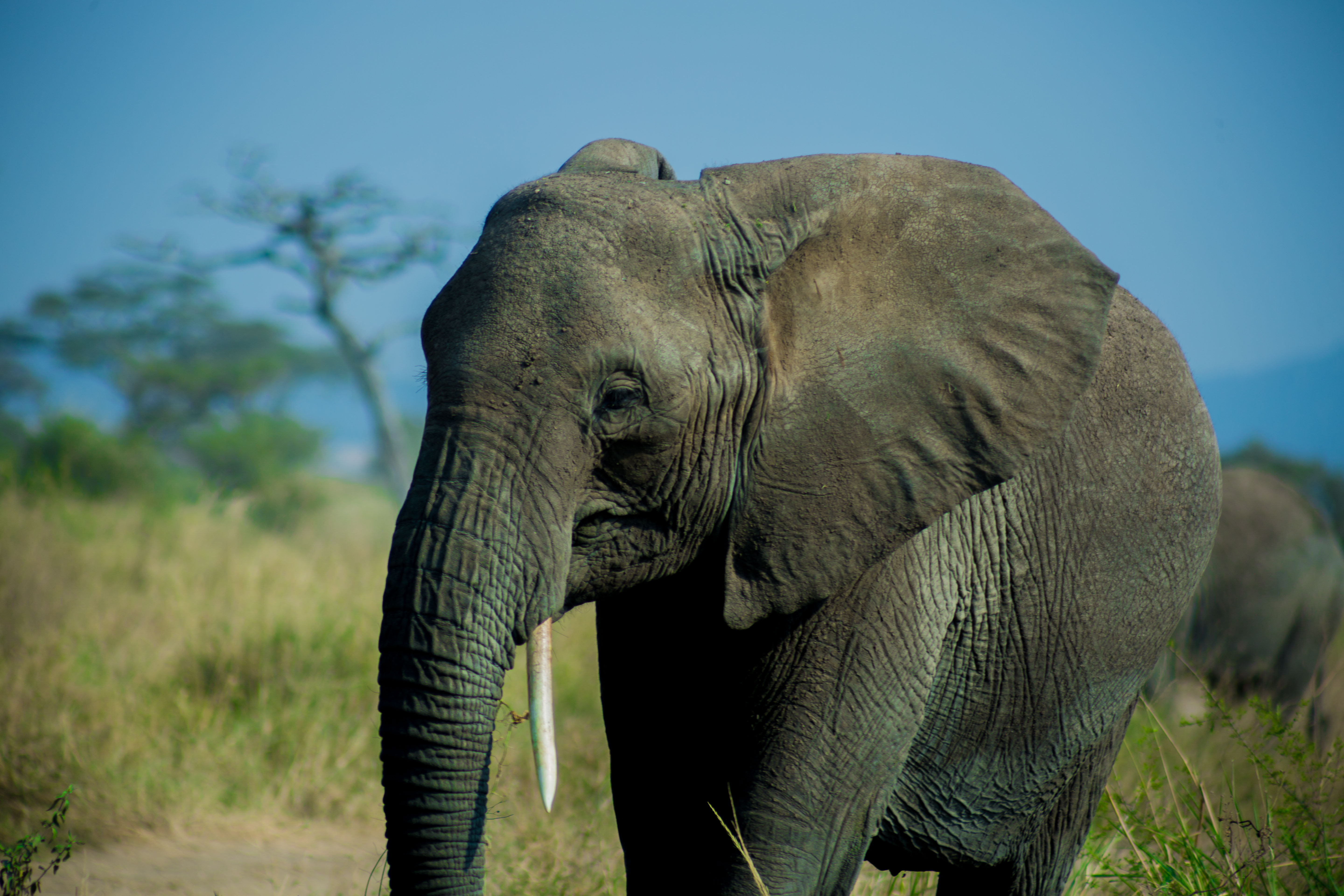 3-Day Tarangire Safari Extension